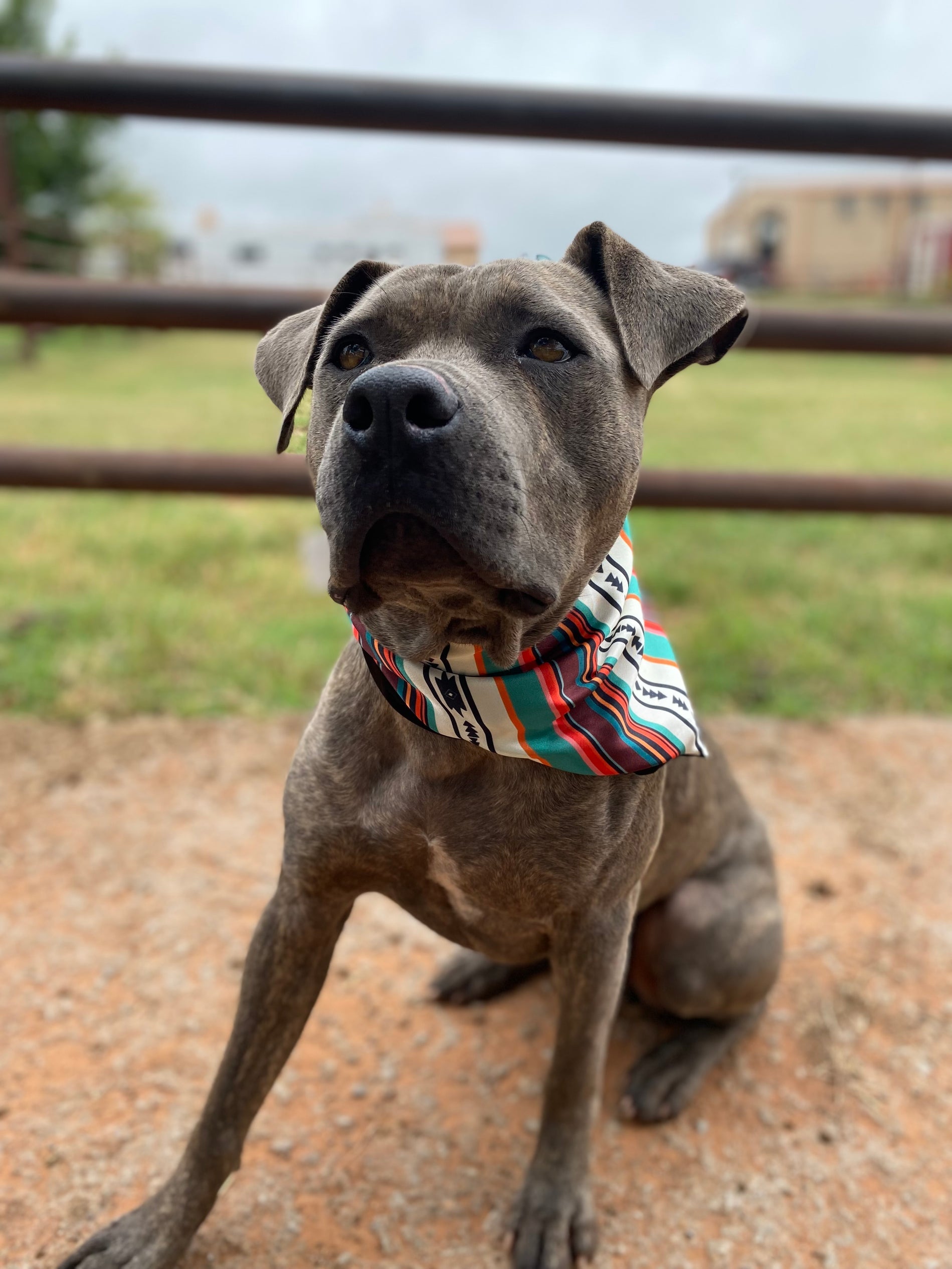 Daisy Dog Rags - Size XL/XXL – Daisy If You Do Co.